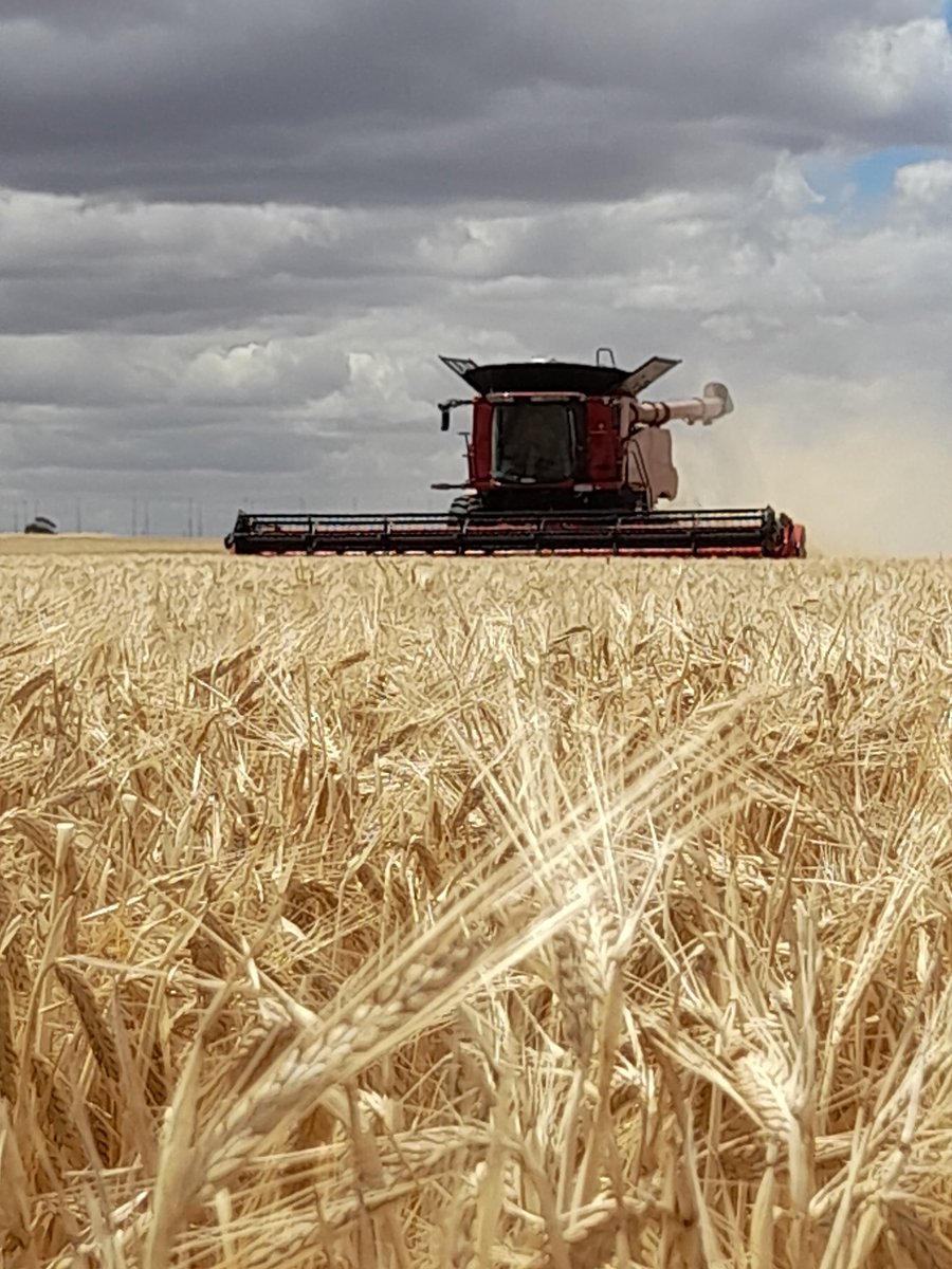 Longerenong College tweet media