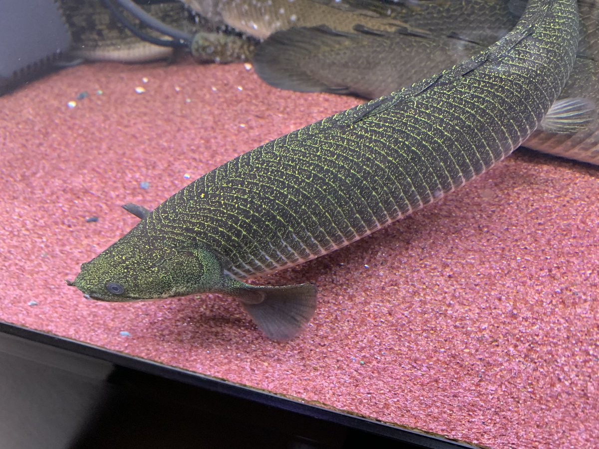 ユニアク産のセネガルスがええ感じになってきてます。38〜39センチ 
