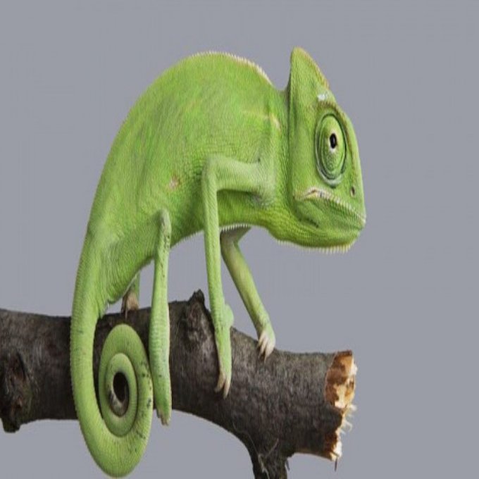 Buy me a pet chameleon by @Wendyrestrepo33 https://t.co/hdN2y2vrYz Find it on #ManyVids! https://t.c<a class="tags" href="/tag/wendyrestrepo33">@wendyrestrepo33</a><a href="/tag/manyvids"class="tags"><span>#manyvids</span></a>