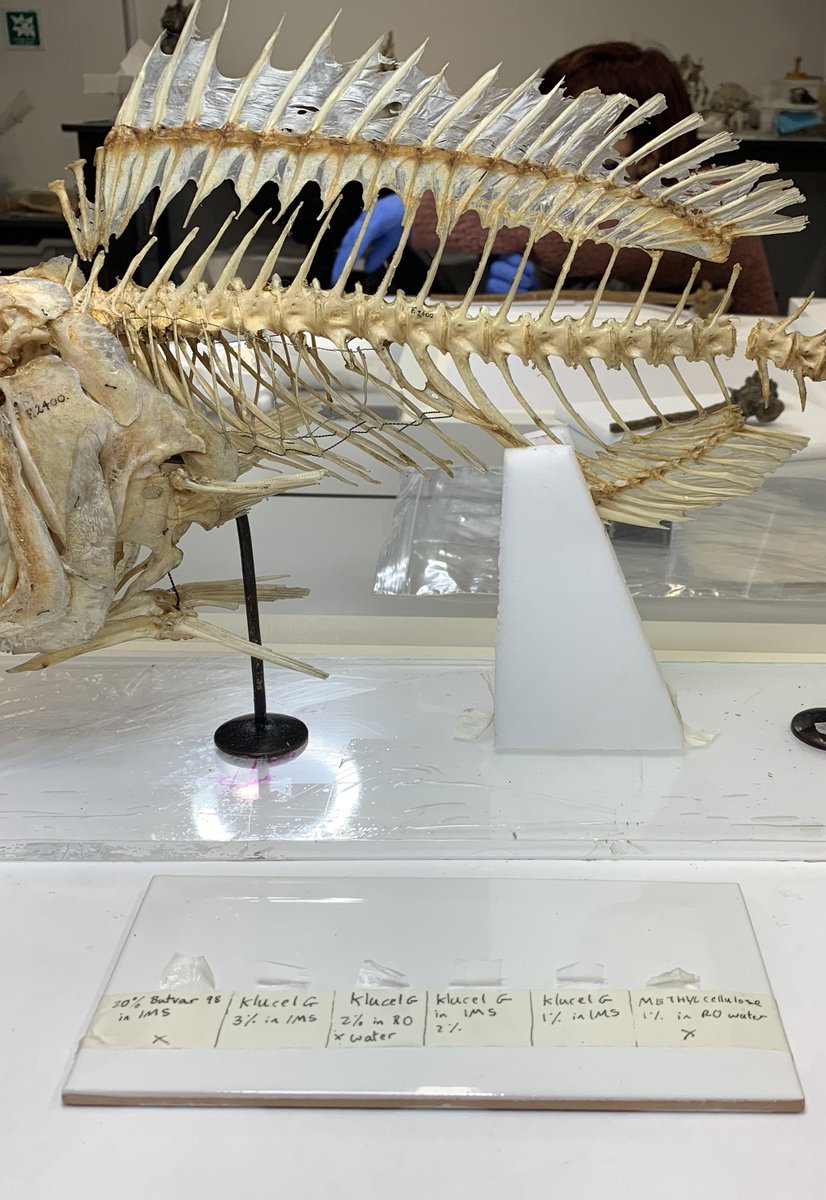jen_gossman's tweet photo. Needed to perform some #adhesive #testing to get the right visual effect for #reapir to the sail on the #pergy’s back using #goldbeater skin. I think the best option was the klucel G at 3% in IMS for a matte finnish and limited warping of the skin @ZoologyMuseum @CUconservation https://t.co/4qyTGbteFo