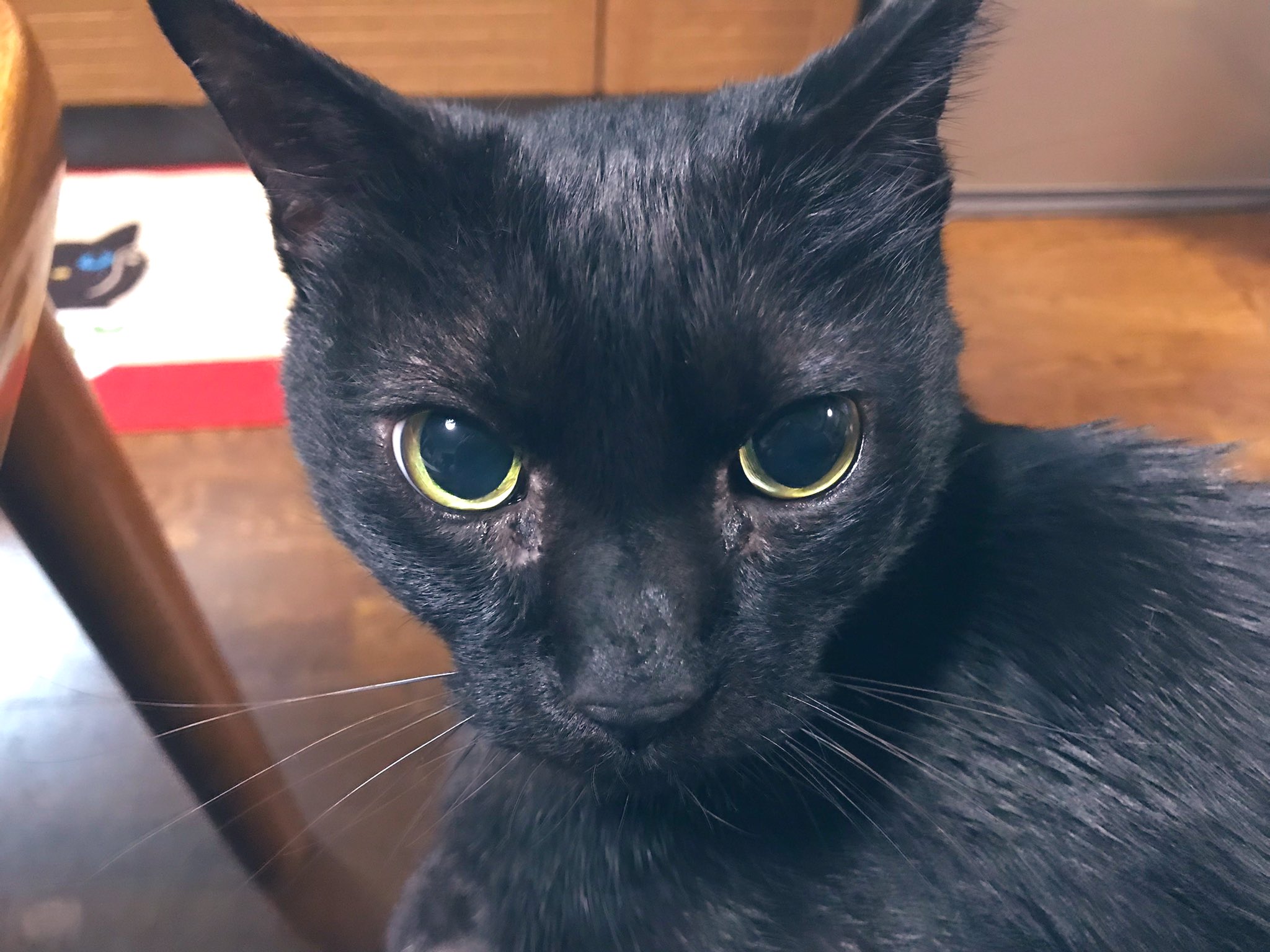 有栖サリ 新作bl先行配信中 吾輩は猫 名前はミーシャ かわいいねこちゃん サーチアンドデストロイ T Co Eyqlaawna2 Twitter