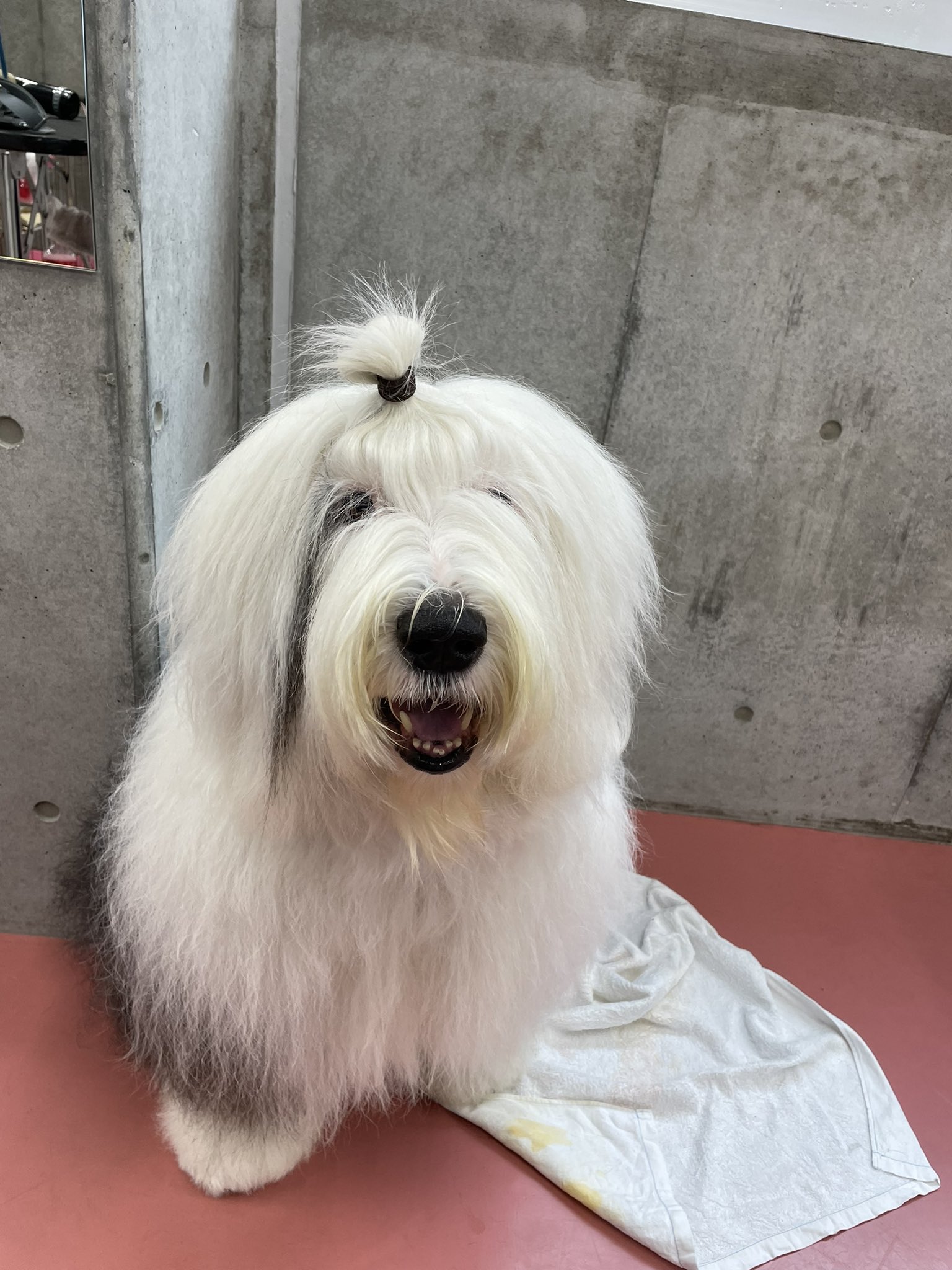 Twitter 上的 東京ブレーメン動物専門学校 とっても珍しい犬種のわんちゃんが来てくれましたよ オールド イングリッシュ シープドッグという犬種です ふわふわもふもふ 写真の通りかなり大きい体格ですが 性格は穏やかで学生からも大人気でした