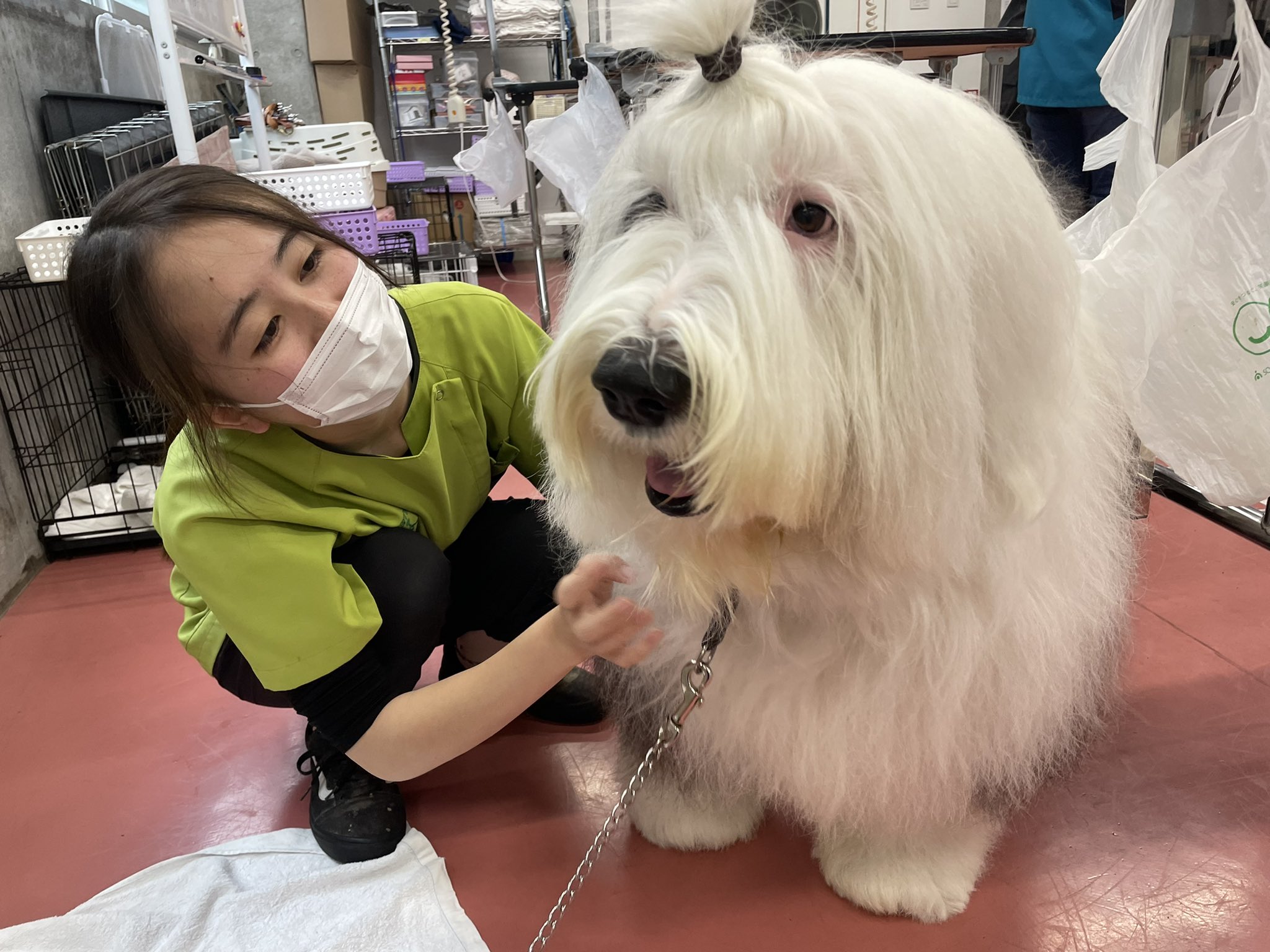 Twitter 上的 東京ブレーメン動物専門学校 とっても珍しい犬種のわんちゃんが来てくれましたよ オールド イングリッシュ シープドッグという犬種です ふわふわもふもふ 写真の通りかなり大きい体格ですが 性格は穏やかで学生からも大人気でした