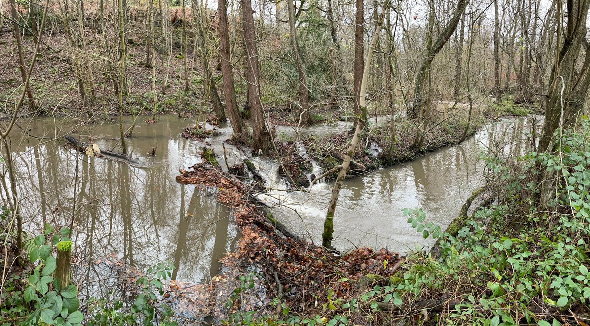 _Chris_Nash_'s tweet photo. Thoughts from yesterday's lunchtime walk up #MeanwoodBeck: Plenty of new, naturally recruited, in-channel wood (thanks #StormArwen). Wood plays an important role in our rivers – increasing aquatic habitat availability &amp; diversity, whilst also slowing flows &amp; providing #NFM https://t.co/KRns8GsWld