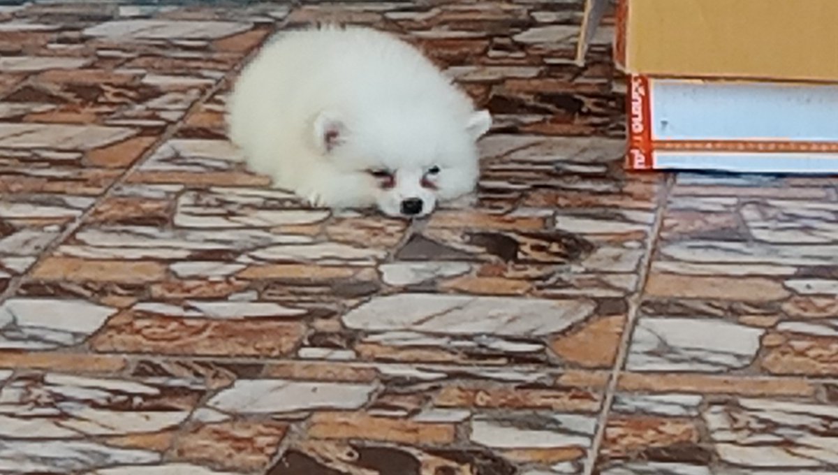 wizardxpy's tweet photo. longitudinal fluid #puppy  #dog https://t.co/IhNu9US4UU