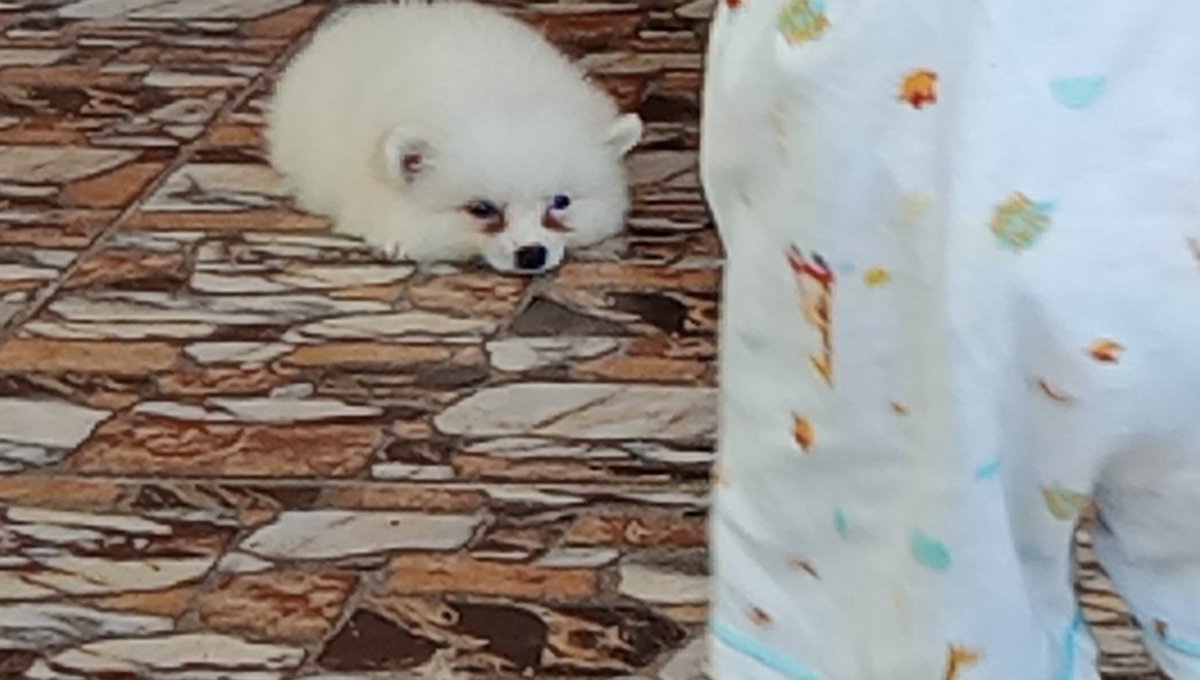 wizardxpy's tweet photo. longitudinal fluid #puppy  #dog https://t.co/IhNu9US4UU