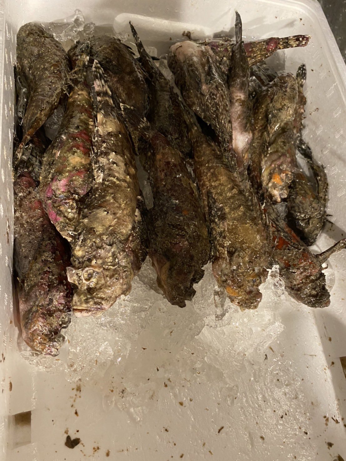 Hanegaki 川口本店 そして 今日のオススメは青森産おこぜ 小ぶりなおこぜを まるごと骨 まで全て食べれる様に低温でじっくり唐揚げにします ふんわりした身と バリバリ食感の頭や骨で お酒がすすんじゃいますよー あれ こっち見てる 気のせい