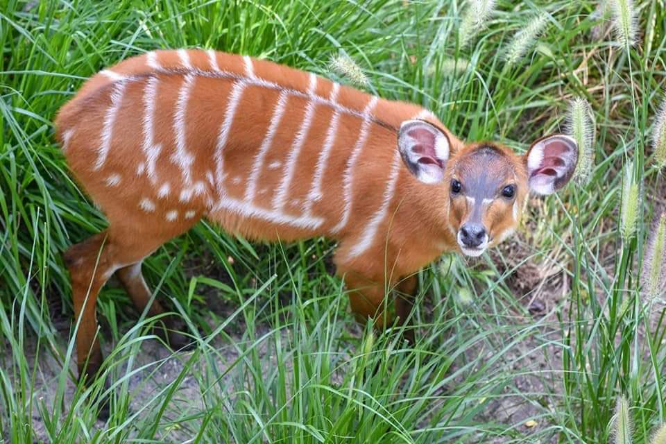 KWSKenya's tweet photo. Known in Swahili as ‘Nzohe’ the rare Sitatunga is a long-legged antelope which has ingeniously adapted itself to exploit the food resources of the swamp habitat. The Sitatunga’s coat is oily and water repellent &amp; its elongated hooves enable it to walk on submerged vegetation. https://t.co/ajyZVUrNy2
