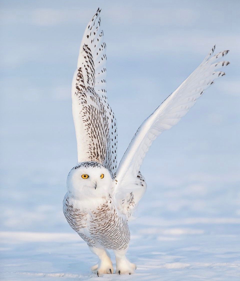 Polar owl.🐯🐾🐈‍⬛