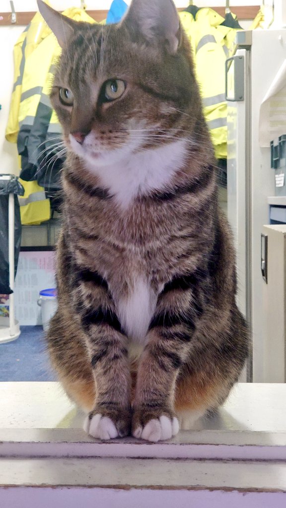 Longarmofthepaw's tweet image. Good morning lovelys 😸
Normal weather has resumed and the AM paw patrol 🐾🕵️‍♂️ can commence.. Always check both ways before setting out😽 If I&apos;d taken my own advice I&apos;d still have a tail to tell. 😸😹😺 Have a good day furfriends and pawpals 💖🐾 #GreenCrossCode #CatsOfTwitter