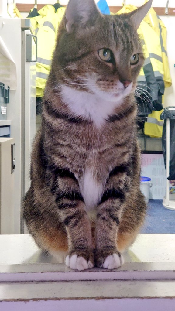 Longarmofthepaw's tweet image. Good morning lovelys 😸
Normal weather has resumed and the AM paw patrol 🐾🕵️‍♂️ can commence.. Always check both ways before setting out😽 If I&apos;d taken my own advice I&apos;d still have a tail to tell. 😸😹😺 Have a good day furfriends and pawpals 💖🐾 #GreenCrossCode #CatsOfTwitter