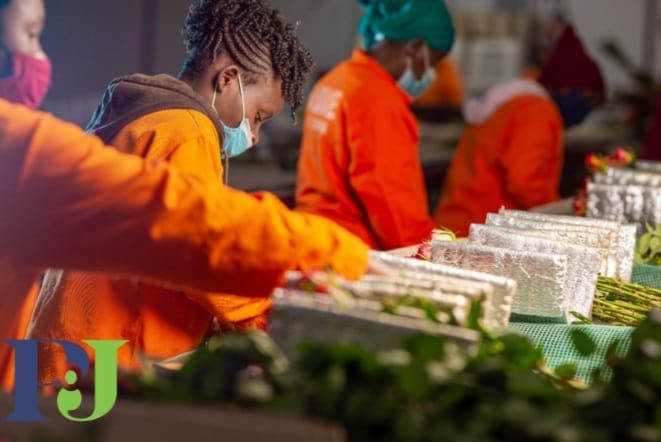 pjdaveflowers's tweet photo. To ensure proper customer satisfaction, our flowers are normally graded according to customers specifications. Flowers are often graded and bunched immediately after harvest. This practice reduces handling steps and minimizes mechanical damages.

#exportskenya
#freshcutroses https://t.co/wVPAWajqkA