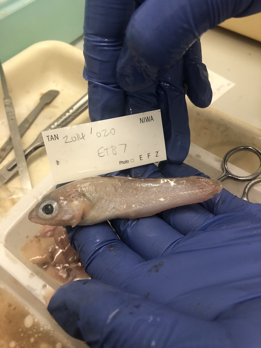 VGCarrington's tweet photo. Yay guy contents 😂🎉 I’ve been working on the gut contents chapter of my thesis looking at what deep sea sharks are eating! In particular we are looking for hoki - which we haven’t found - but look at these other cool things we DID find! 🤩 #deepsea #sharks #science #marinelife https://t.co/JCexa8oeK5