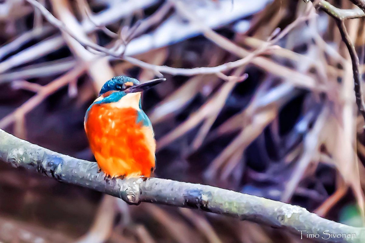 Sivontim's tweet photo. Smile!

#kuningaskalastaja #kingfisher #luonto #luontokuva #lintukuvaus #espoo #lintu #bird #birds #wildlife #linnut #nature #lintukuva https://t.co/5SfcyjwZrz