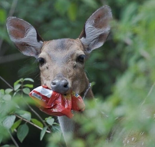 wewantgreen's tweet image. Very very Sad 😔 
#HumanMistake