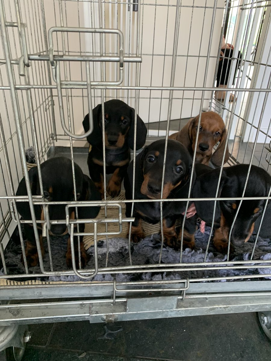 (Puppy)Training om alleen achter te blijven in een bench bevat aparte onderdelen; omgaan met opsluiting, omgaan met frustratie, alleen achterblijven. Meestal wordt dit tegelijk getraind en opgebouwd volgens schema vd mens ipv tempo hond. #veelgemaaktefout