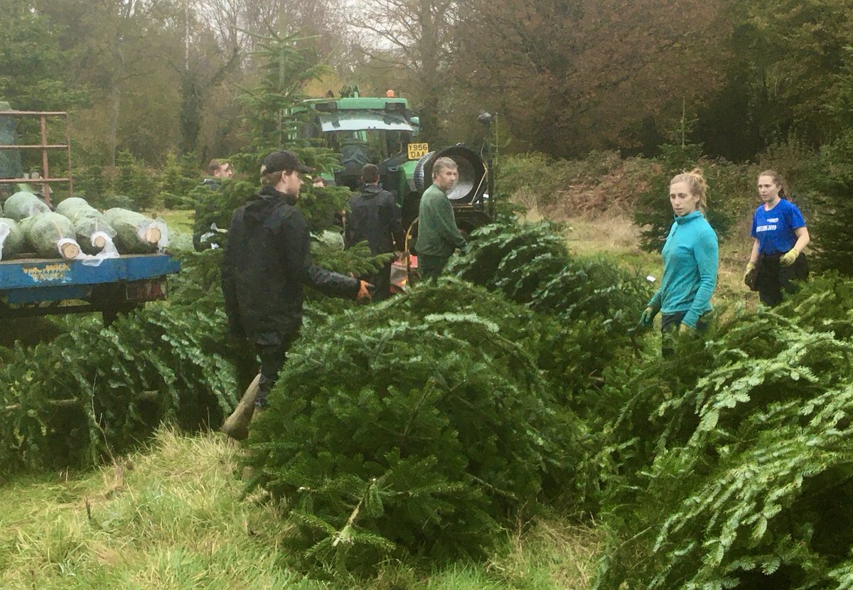 MeonXmas's tweet photo. I would like to thank the team who have made tree cutting, netting and moving so efficient this year. Plenty of #girlpower has helped! Last cut for 2021. Get these trees ⁦@HantsFarmersMkt⁩ #Alton and #Winchester this weekend #keepitreal #buylocal ⁦@HampshireFare⁩ https://t.co/B7IwnMxDrD
