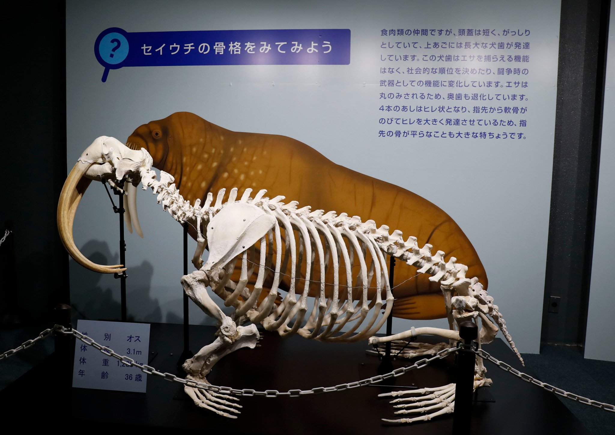 ウチワザメ 半身骨格 ザトウクジラ 縮小全身骨格レプリカ Humpback whale, miniature