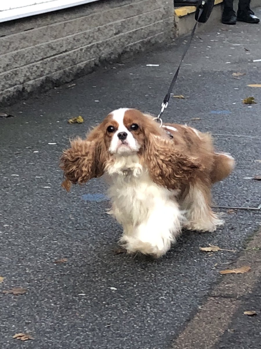DLSjsy's tweet photo. #DLSTherapyPup arrived this morning with an extra spring in his step having handed out his Christmas cards in #DLSPrimary yesterday! https://t.co/6AkndQ2vPj