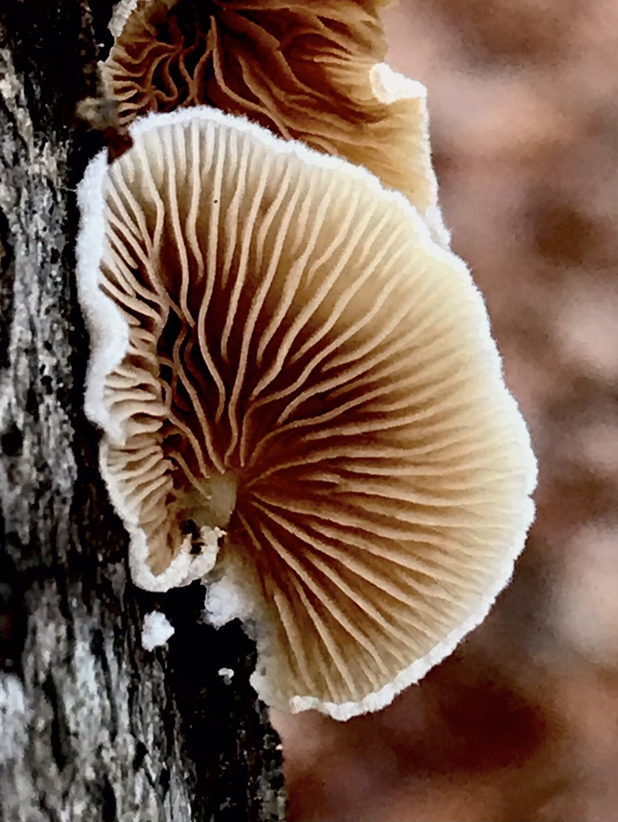 boletebill's tweet photo. Crepidotus still fruiting under logs in CT.#fungi #mushrooms #ecology https://t.co/pOCra3dWNf