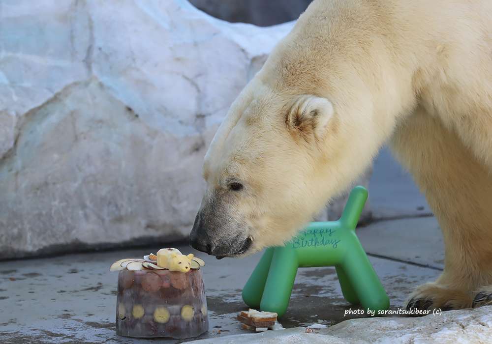 Soranitsuki 午前中にデアちゃん 午後はイコロのお誕生日お祝い の上にはやっぱり可愛いシロクマが 美味しいもの隠して食べるイコロ 後ろ姿をパチリ そしてやっぱり端っこへ持って行っちゃいました たくさんの方にお祝いしてもらって本当に