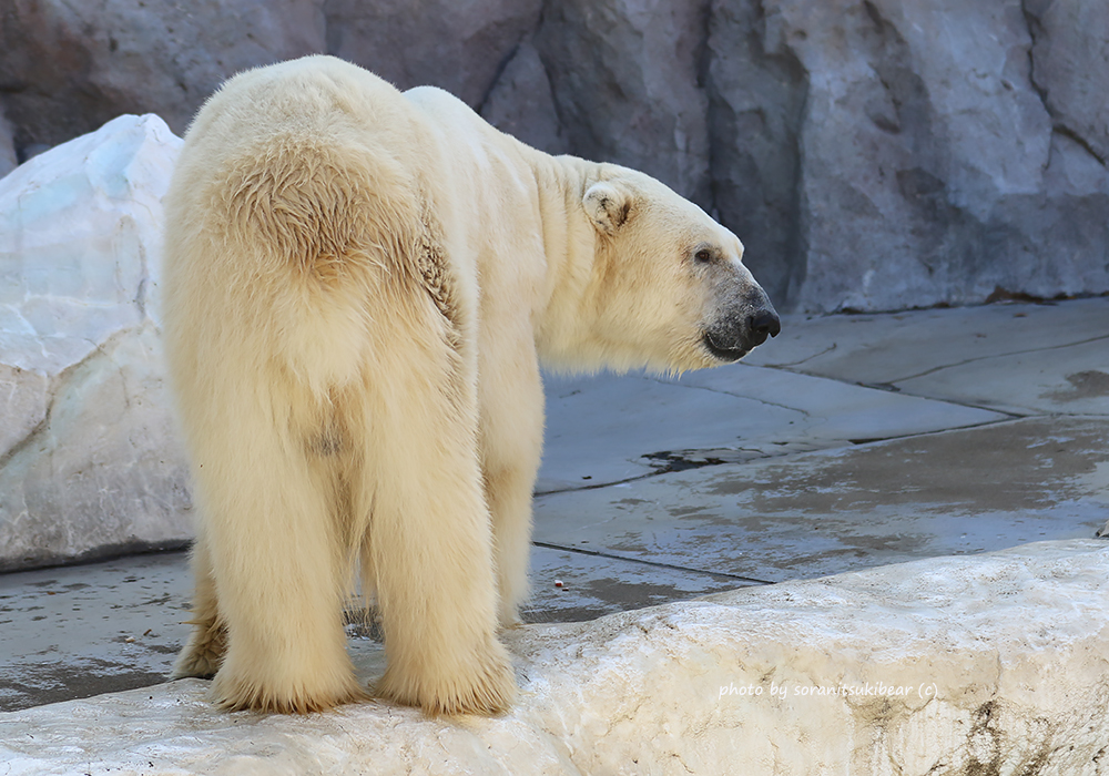 Soranitsuki 午前中にデアちゃん 午後はイコロのお誕生日お祝い の上にはやっぱり可愛いシロクマが 美味しいもの隠して食べるイコロ 後ろ姿をパチリ そしてやっぱり端っこへ持って行っちゃいました たくさんの方にお祝いしてもらって本当に