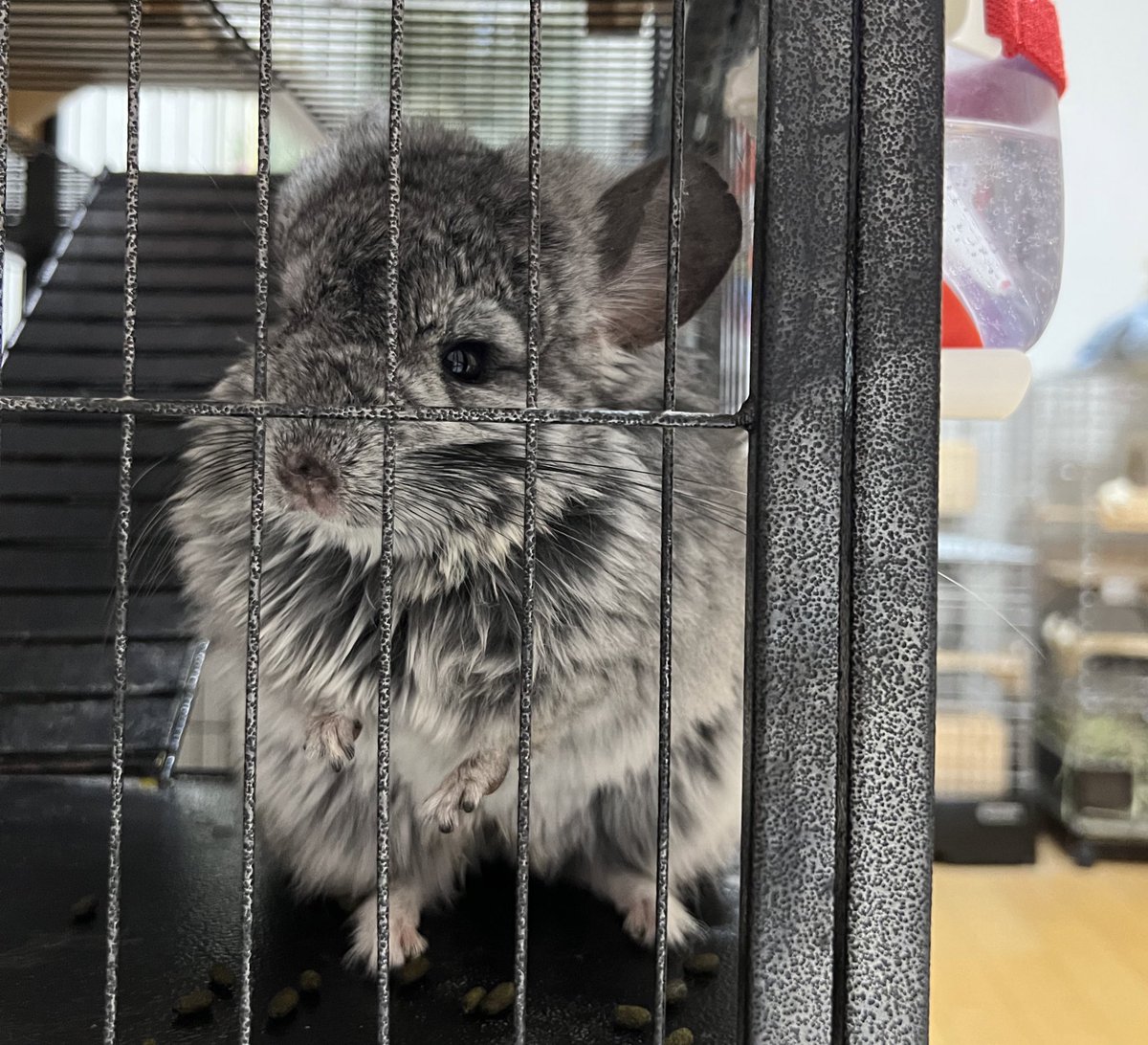 けだまたち Ai Chinchilla Twitter