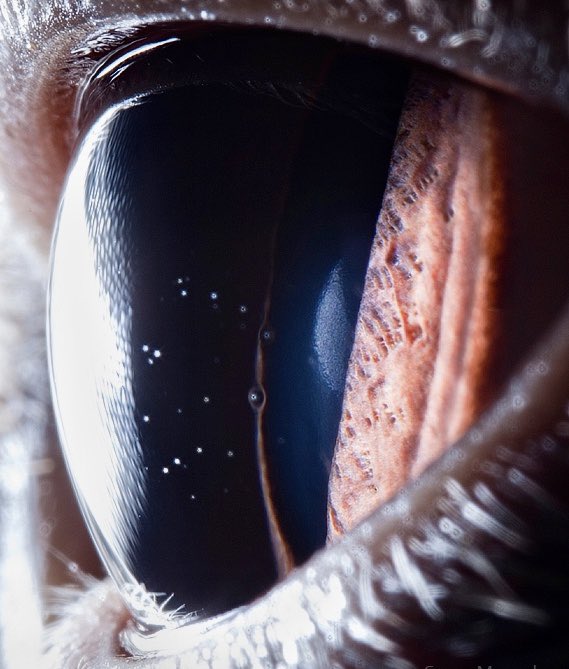Cat Eye Close Up Microscope
