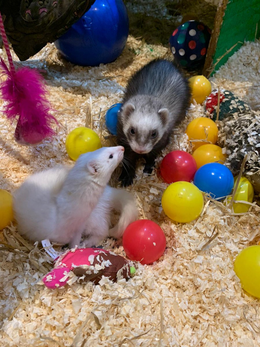 TMC Animal Care Dept tweet media