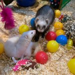 Photo by TMC Animal Care Dept (@CareTmc)