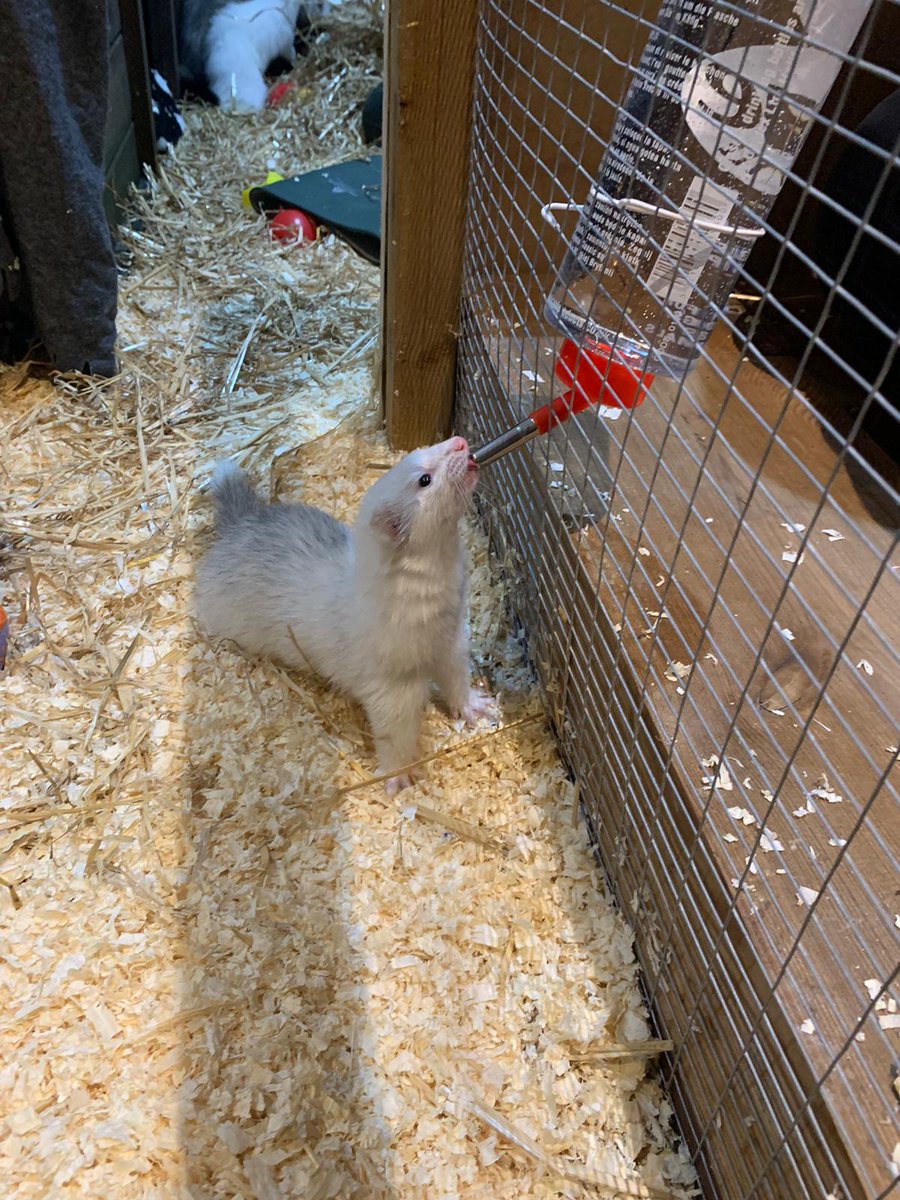 TMC Animal Care Dept tweet media