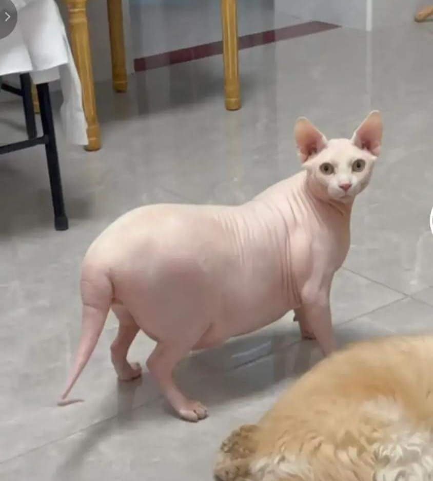 มึง น้องพร้อมต้มมาก ไม่หันมาคือหมูหางยาว