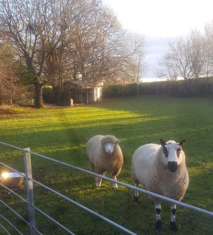The boys 💪🏻in their winter Bachelor Pad... Dallas and Giggsy 🐑🐑

#sheep365 <a href="/Sheep_365/">Sheep_365 🐑</a> #nativebreeds <a href="/nativebreedsGB/">#NativeBreeds</a> <a href="/lamlacvolac/">Lamlac</a>