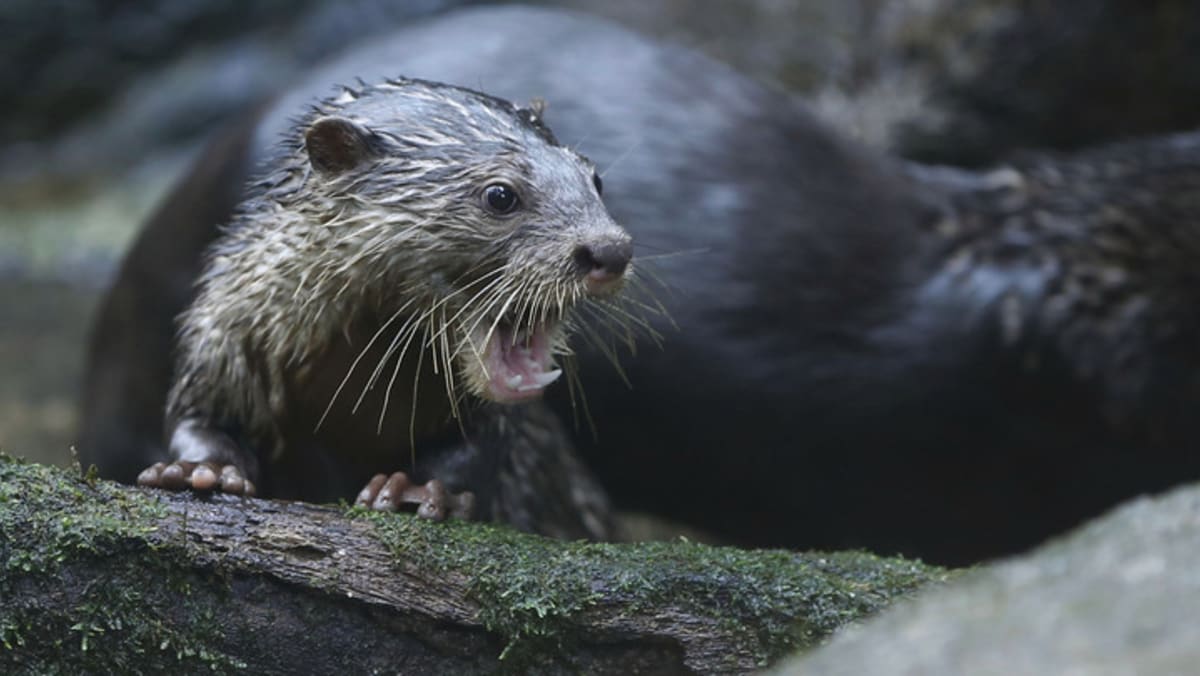 TODAYonline's tweet photo. Otter population up sharply but still manageable, say experts who urge public to learn to co-exist with them https://t.co/fz9doNG6X9 https://t.co/Ith5wFotdg