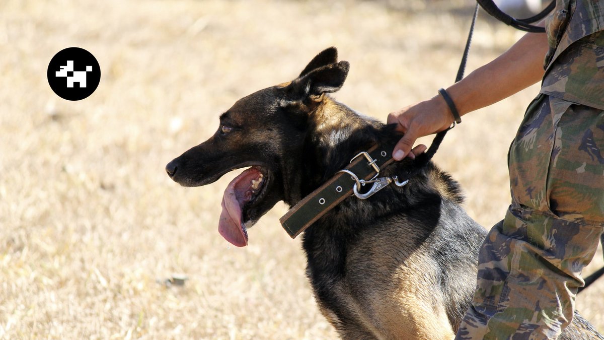 Have you ever had a puppy in the real world? #PushDoge