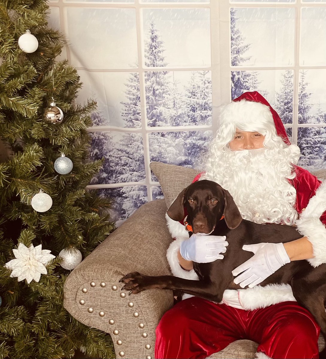 lokosh_saya's tweet photo. Tweedy got to visit #santaclaus while I was in N. Carolina. All he wants for Christmas is something to chase and something to chew. #pudelpointer #pudelpointersofinstagram #versatilehuntingdog #navhda #hohoho https://t.co/EgF5vwikXG