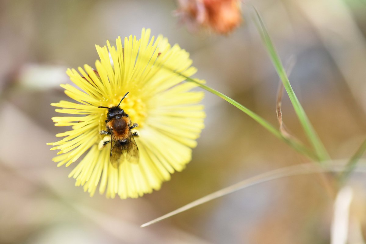 the_beeguy's tweet image. #theBeeAt3
Basic bee facts every day at 3pm.

No 25.

Pollination is the act of transferring pollen grains from the male anther of a flower to the female stigma.

Pollinators are animals that facilitate this transfer.

Bees are kick-ass pollinators.

To be continued…
#bees