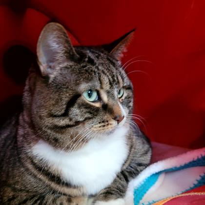 Aussie is a sweet and playful 8-year-old cat who is available for adoption. She loves playing with string and dances when it's time to enjoy wet food. Contact the shelter if you would like to meet Aussie. #UCHSAdoptableAnimal