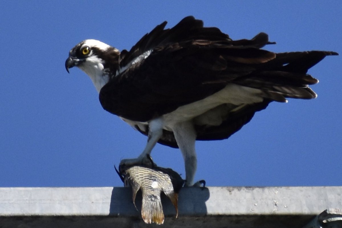 andrewkearns64's tweet photo. A suburban osprey enjoying a large non-native fish in Hialeah, FL. My research students at @josemartimast discovered this sight while birding in our #nativearboretum this week - the osprey was on a light tower at a park next to campus. π³πΏ#mast2122 @tropicalaudubon @MerlinBirdID https://t.co/lc2J0O3j6f