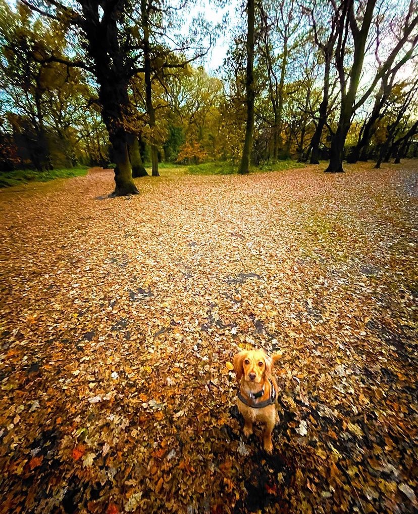 balhamnewsie's tweet photo. #DogsOfTootingCommon That's some great camouflage going on here! π π
Thank you to @brendan1511 (Instagram) for sharing this great shot! #Balham #TootingCommon https://t.co/2gb0n83Zjc