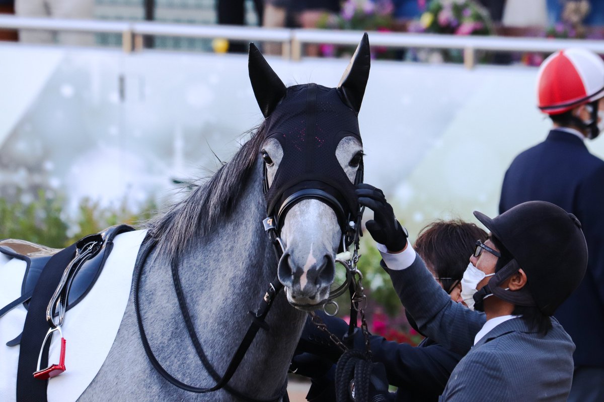 majesty_bio's tweet photo. 2021/12/05　中山6R・2歳1勝クラス

ナデナデナデナデ
ナデナデナデナデ

#アイヴォリードレス
#菊沢一樹
#菊沢隆徳厩舎 https://t.co/2yBa5N4W7C