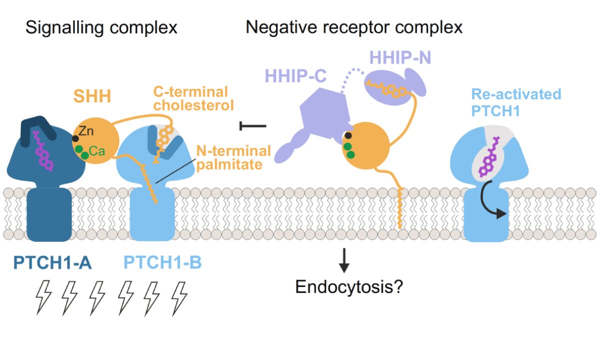 Signalling by Hedgehog (Hh) proteins orchestrates embryogenesis whereas dysregulation of Hh signal leads to birth defects and basal cell carcinoma. Our study shows how Hh-interacting protein synergises with glycosaminoglycans to inhibit Hh signalling: nature.com/articles/s4146…