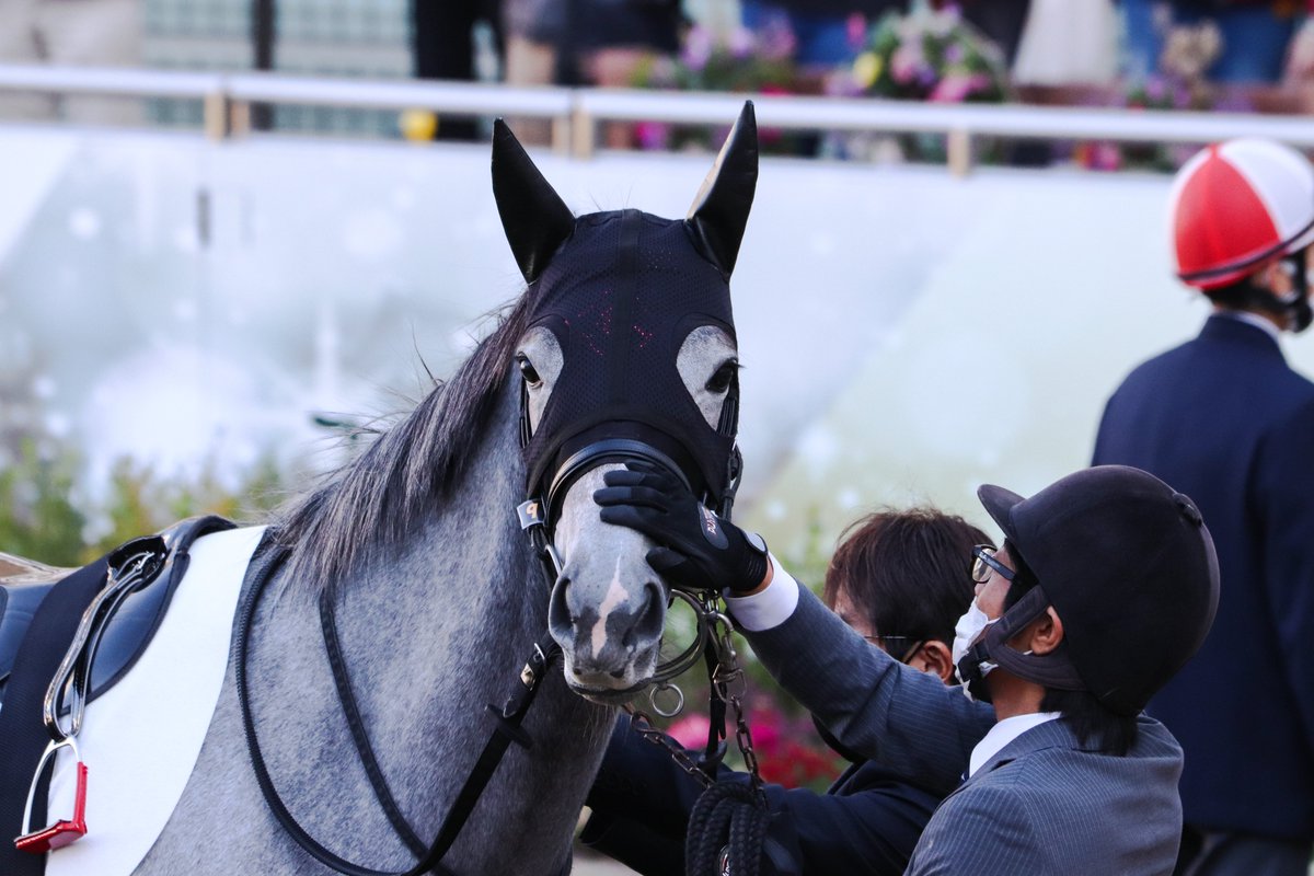 majesty_bio's tweet photo. 2021/12/05　中山6R・2歳1勝クラス

ナデナデナデナデ
ナデナデナデナデ

#アイヴォリードレス
#菊沢一樹
#菊沢隆徳厩舎 https://t.co/2yBa5N4W7C