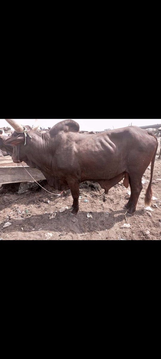 agresoteMeat's tweet photo. Grass-fed cows vs Grain-fed cows https://t.co/PlS8mdlBUL