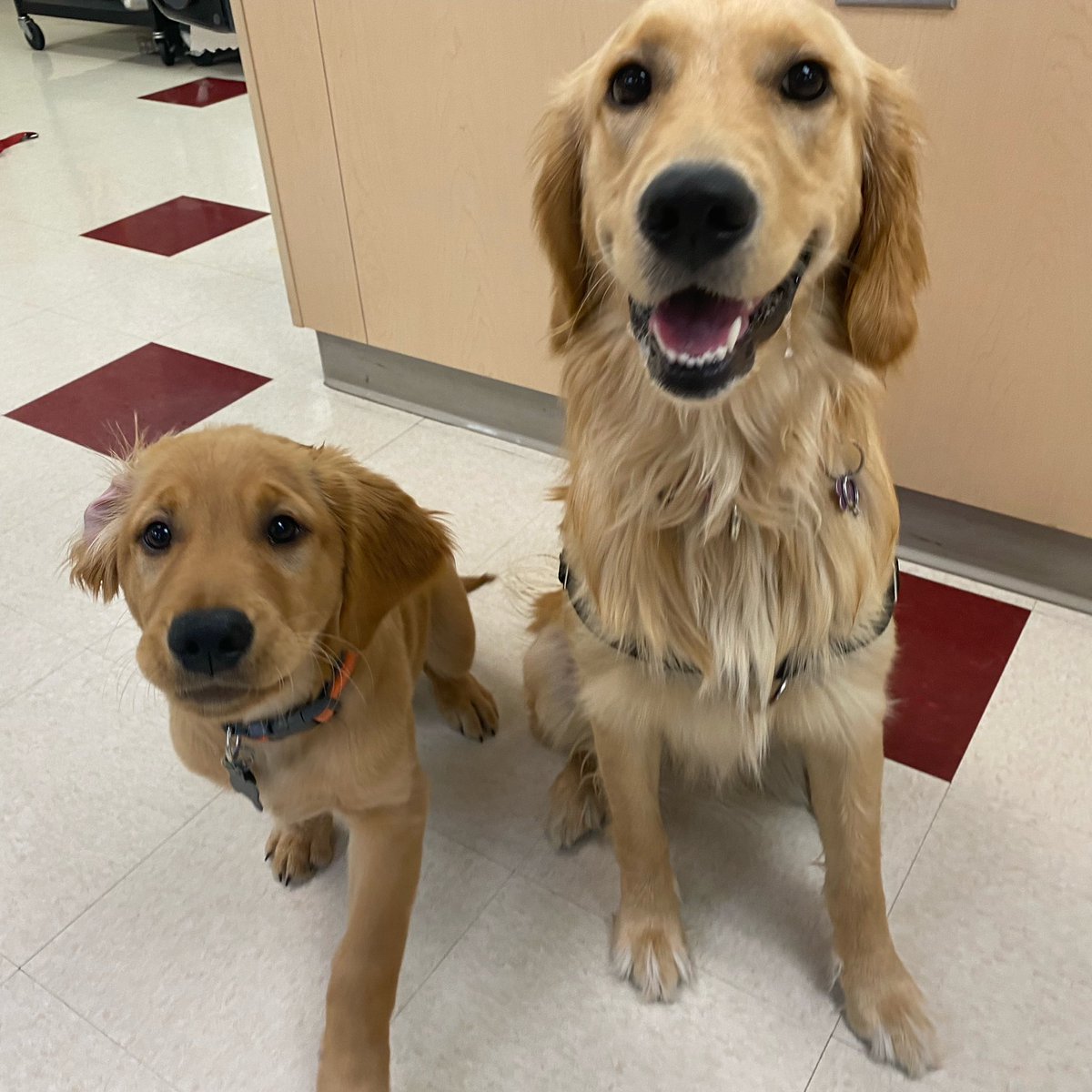 bunsenbernerbmd's tweet photo. #ThrowbackThursday 
Beaker came to visit the students at school and another teacher brought her puppy, Ricky.
It was a very good day for the students, and the golden team! https://t.co/pfeYcWq0v9