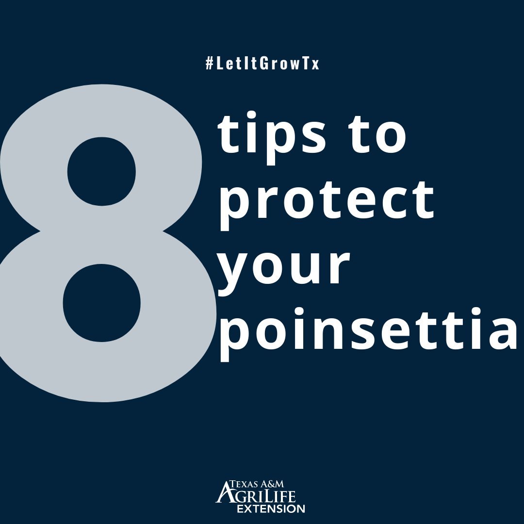 txextension's tweet photo. Keep your #poinsettias looking merry and bright all throughout the #holiday season.🌟

Here are 8 tips from our experts at @Aggie_Hort! https://t.co/jFxv8mB2uM