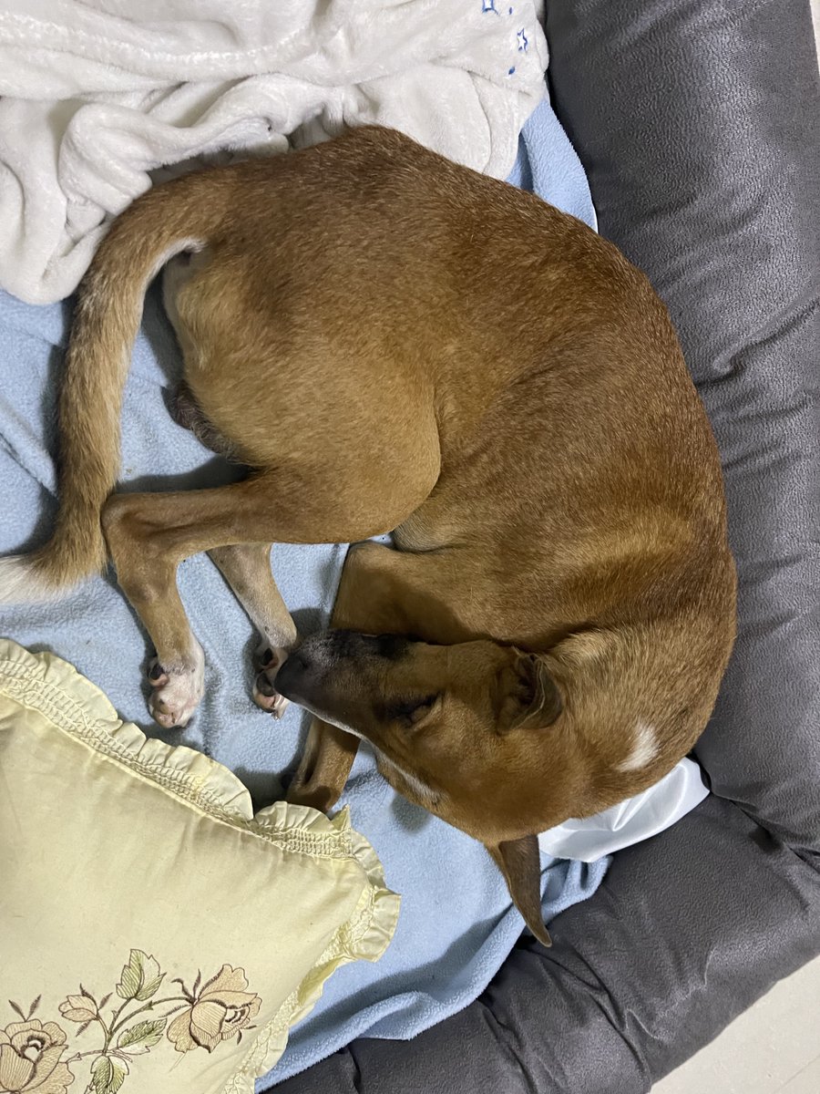 SpacePup_Crypto's tweet photo. This is Jonah, a stray pup who was adopted from India. He has some health issues, but we are helping him with his new family. 

#SpacePupper #SpaceGrime $GRIMEX #aamaadmikacrypto #NFT #crypto https://t.co/5BpDjHSry0