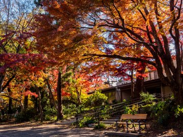 井の頭恩賜公園の紅葉22年の見頃時期は デートスポットはココ