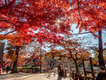 井の頭恩賜公園の紅葉22年の見頃時期は デートスポットはココ