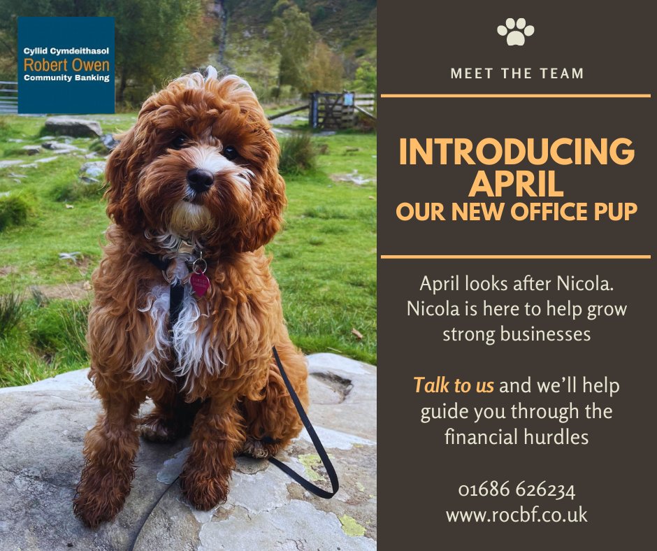 ROCBF_news's tweet photo. We love April, she's a bundle of fun in the office. ๐
#officeanimals https://t.co/aiiIPWqUk4